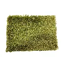 sibari_grass_extreme.webp