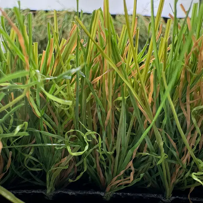 sibari_grass_extreme 2.webp