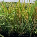 sibari_grass_extreme 2.webp