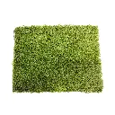 sibari_grass_deluxe_plus.webp
