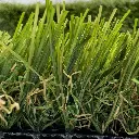 sibari_grass_ecotive 2.webp