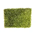 sibari_grass_ecotive_plus.webp